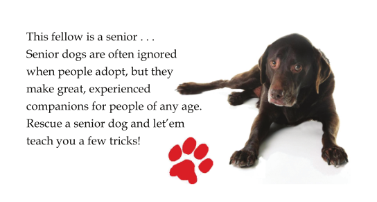 Senior Dog rescue
