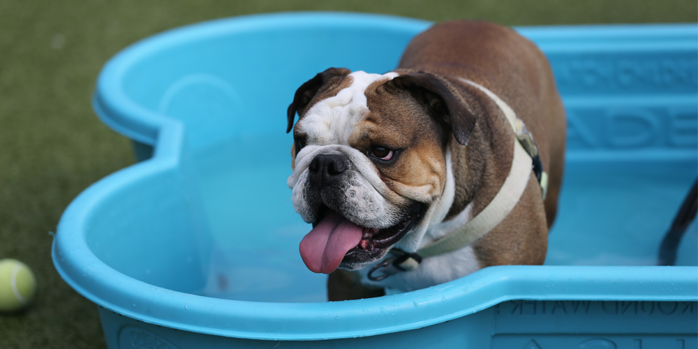 Bulldog in Kiddie Pool