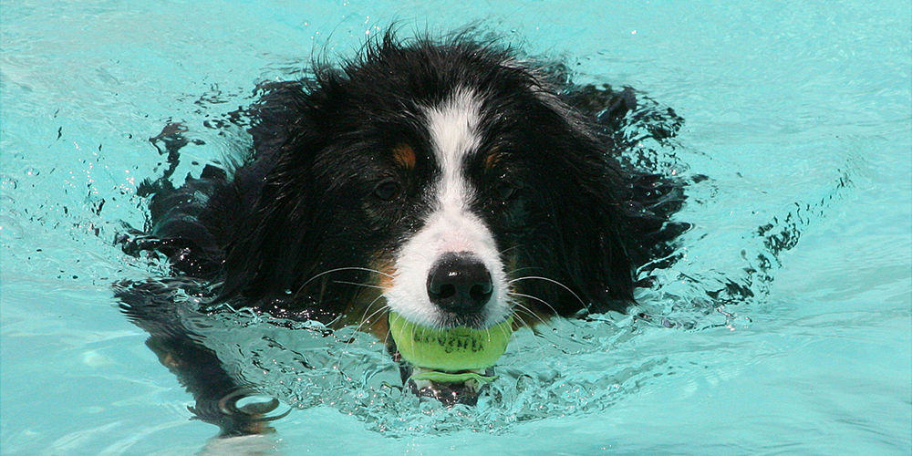 Bunkers swimming with ball