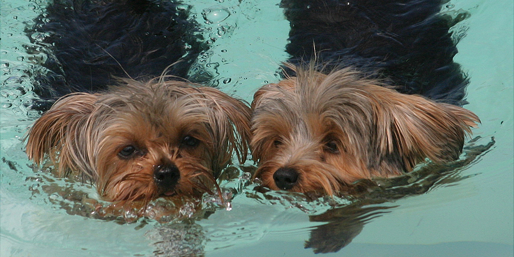 Sophia & Carmella swimming