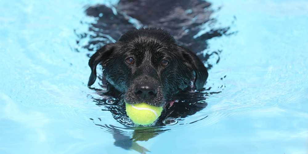 Black Lab swimming with ball