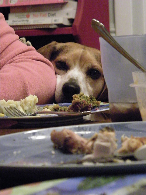 Beagle at the Table