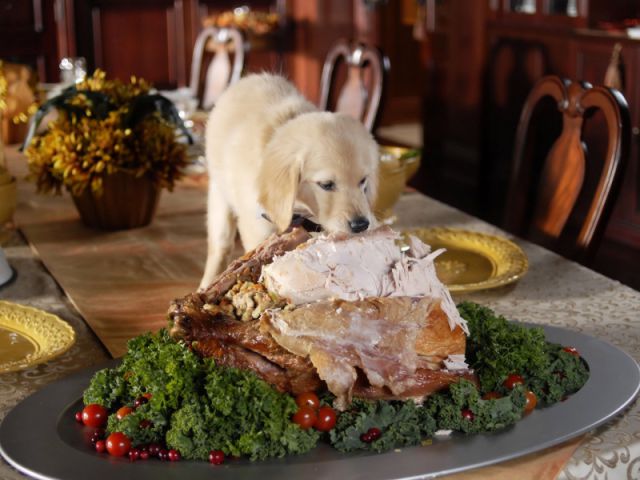 Puppy eating turkey on the table
