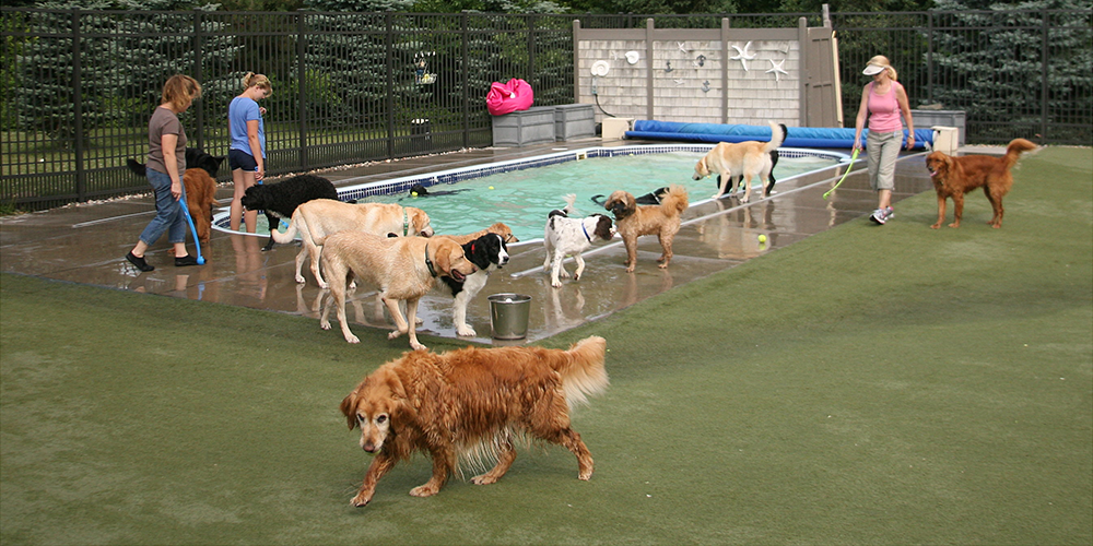 Dogs playing by pool