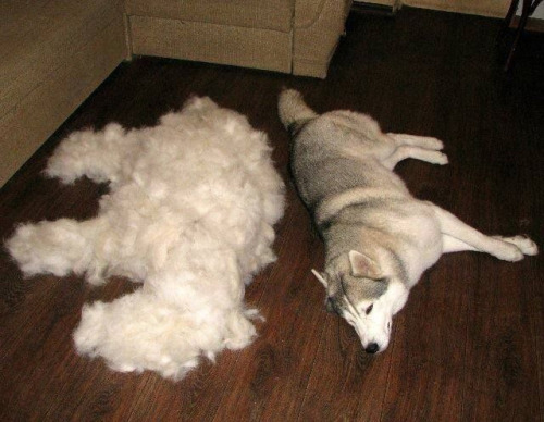 Husky & Undercoat Dog