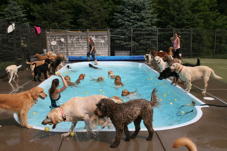 Pool filled with dogs