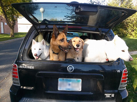 4 dogs in a car