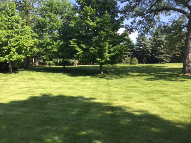 You can either have a lush green lawn or a dog but you cannot have both . . . or can you? Part 2: To weed kill or not to weed kill?