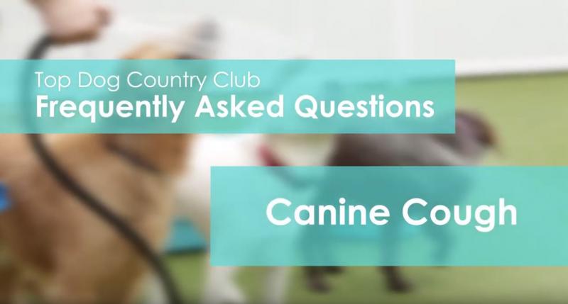 Canine Cough Video